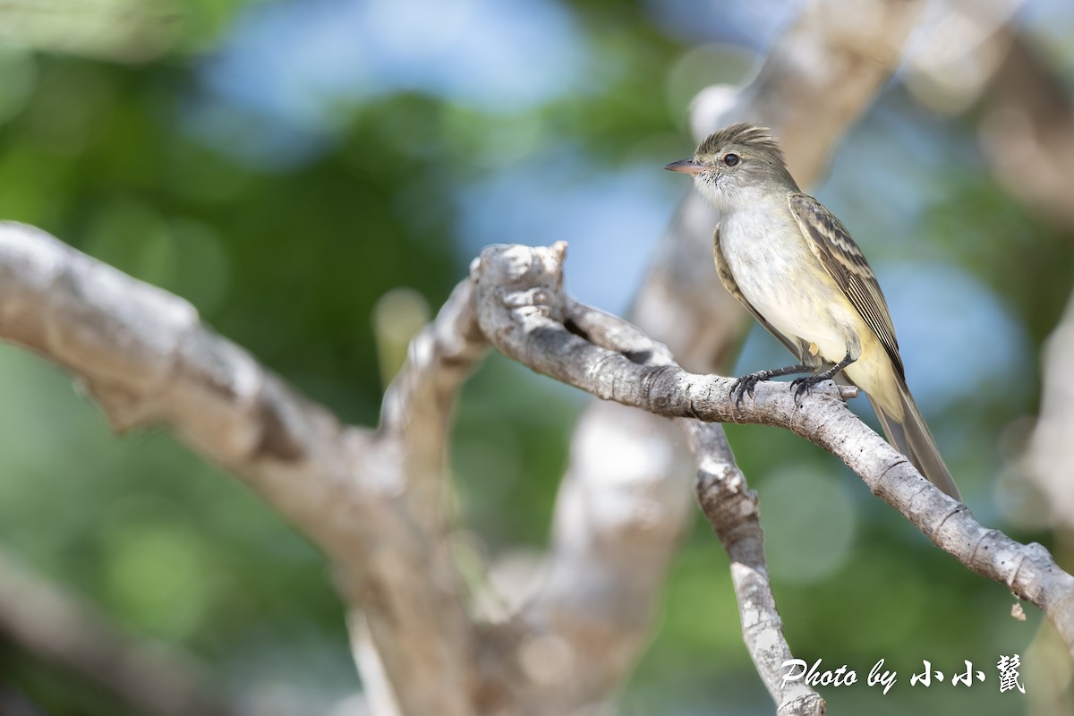 Caribbean Elaenia - ML516576551