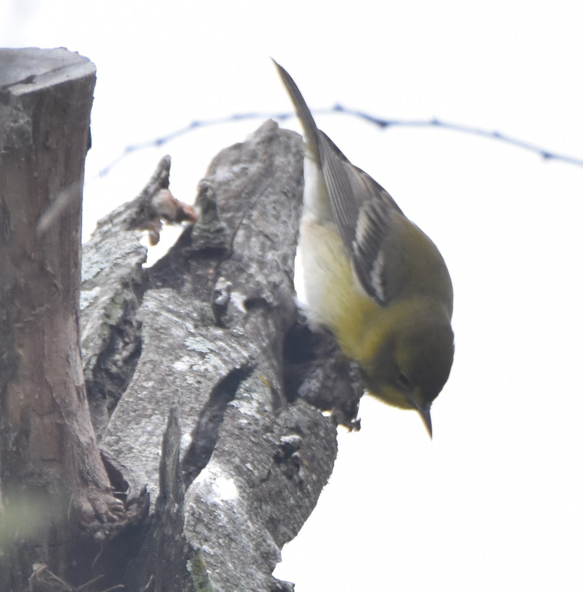 Pine Warbler - ML516577681