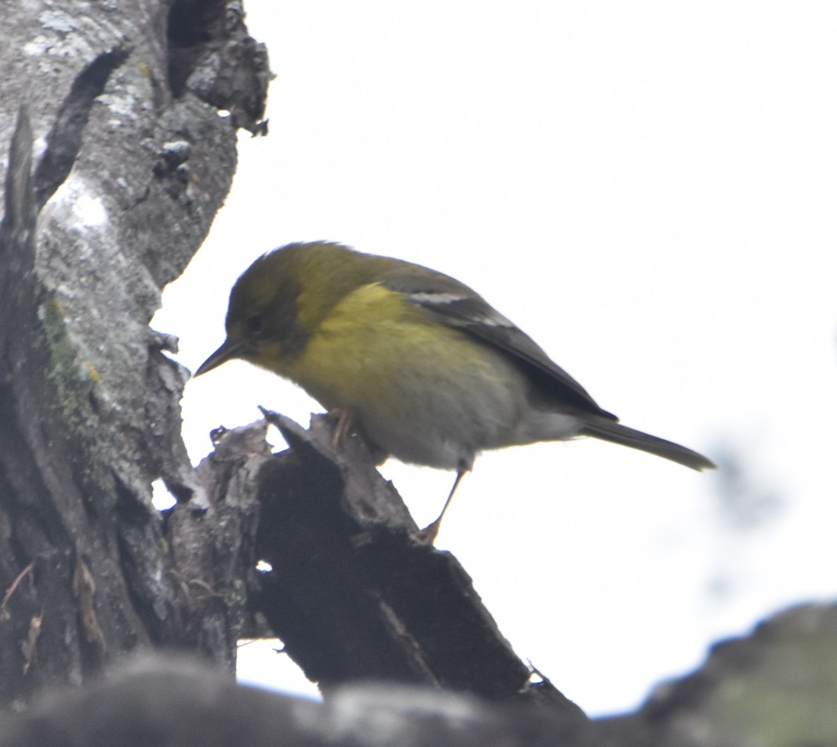 Pine Warbler - ML516577691