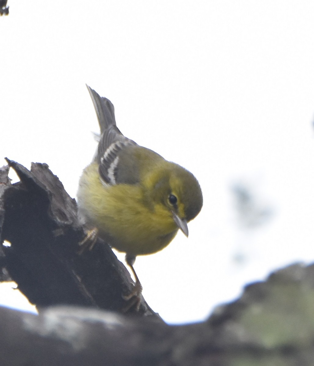 Pine Warbler - ML516577701