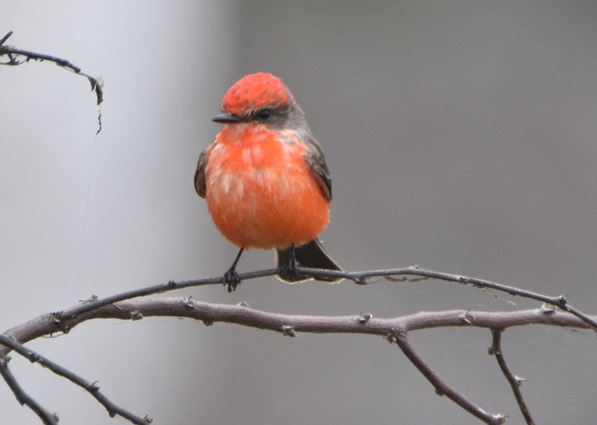 Vermilion Flycatcher - ML516577821