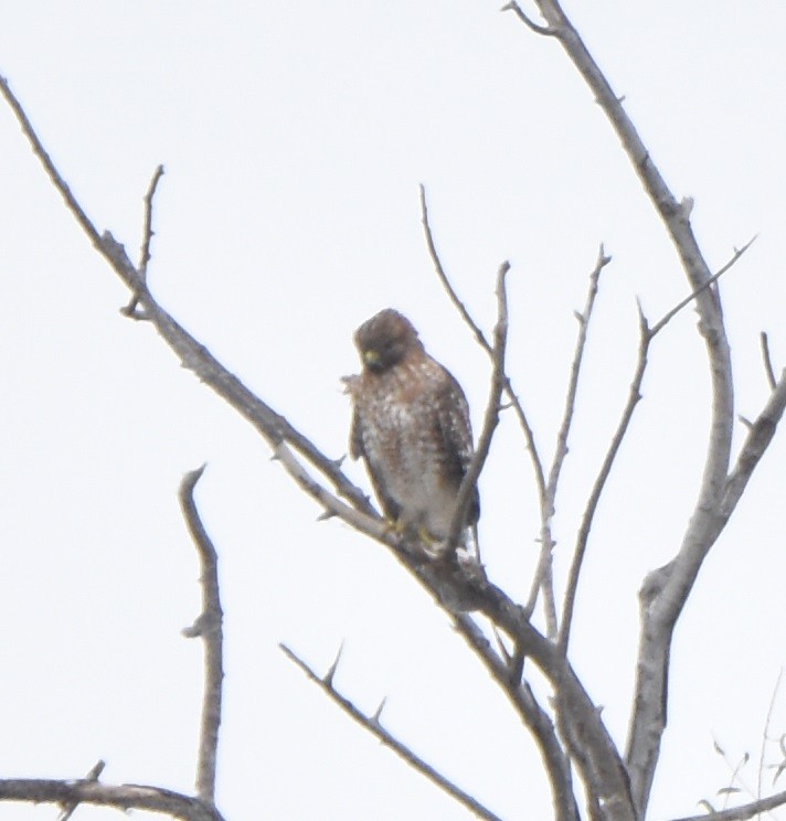 Red-shouldered Hawk - ML516578141