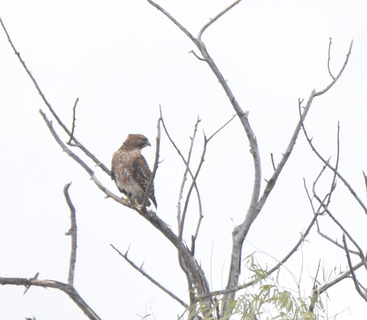 Red-shouldered Hawk - ML516578151