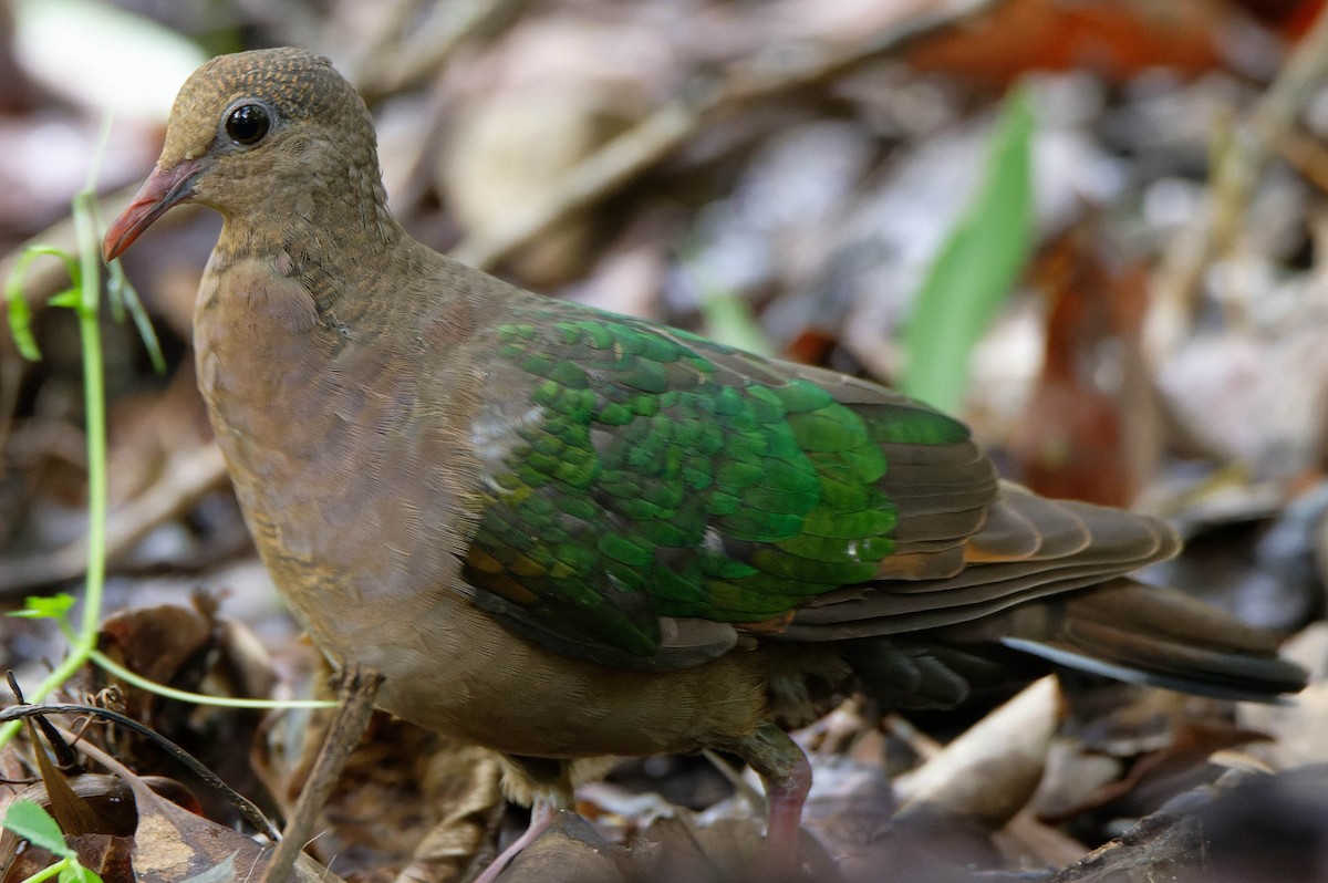 Pacific Emerald Dove - Phil Smith