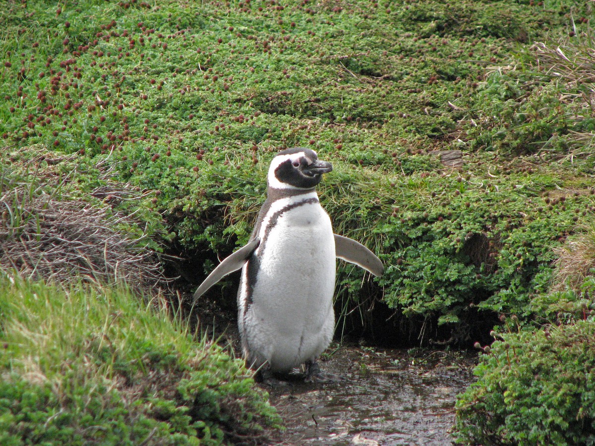 Magellanic Penguin - Roger Robb