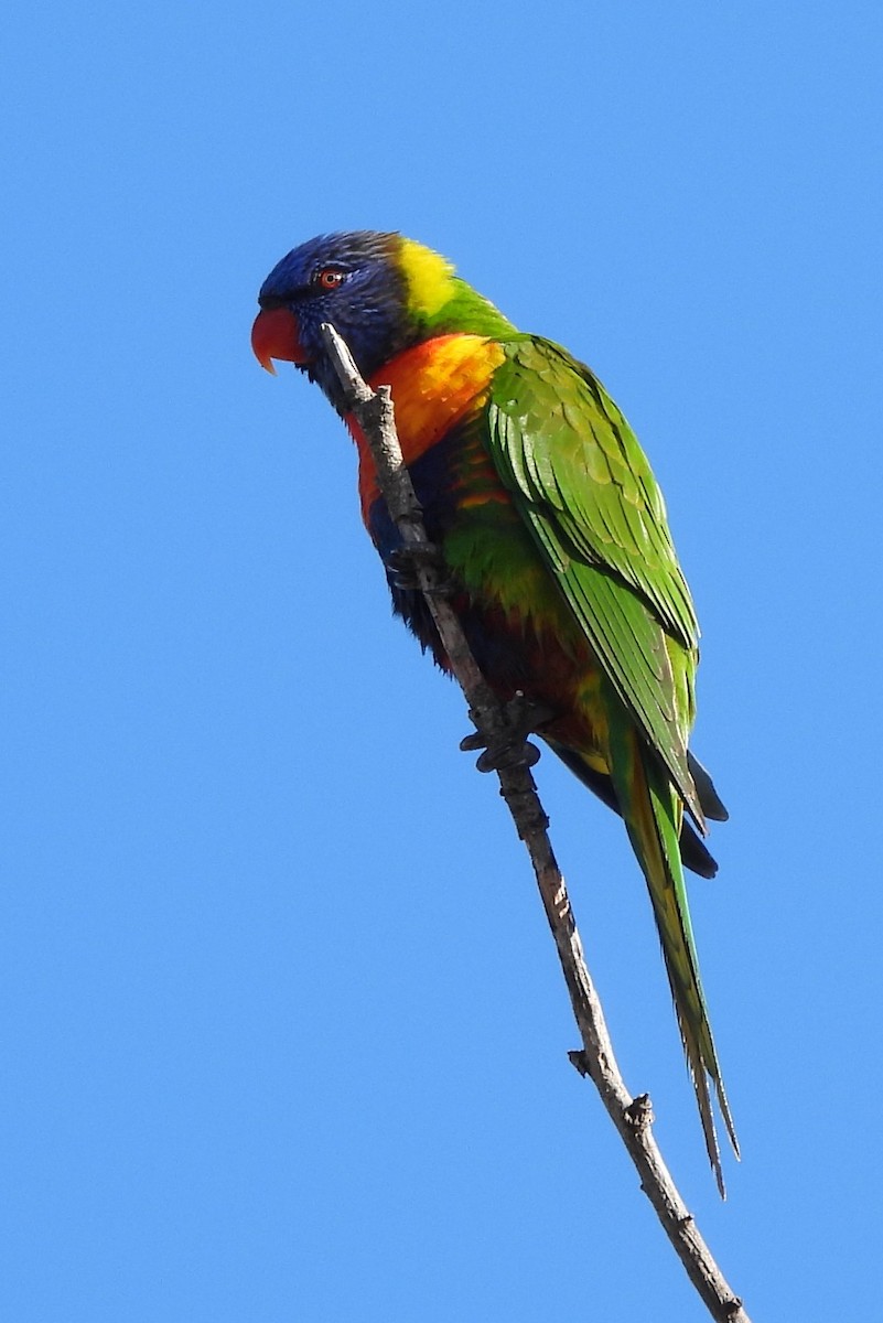 Rainbow Lorikeet - ML516579481