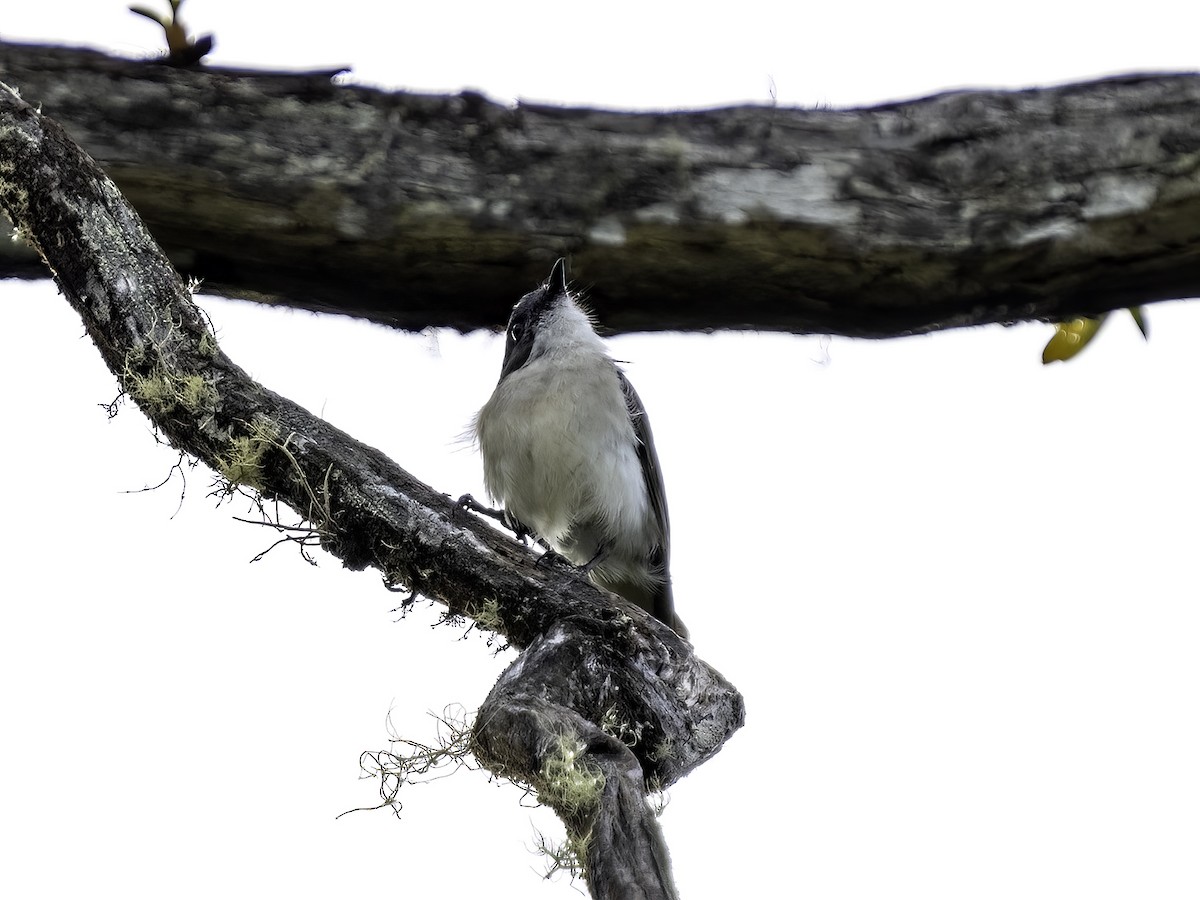 Buru Jungle Flycatcher - ML516580131