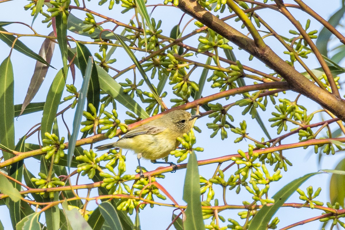 Yellow Thornbill - ML516580191