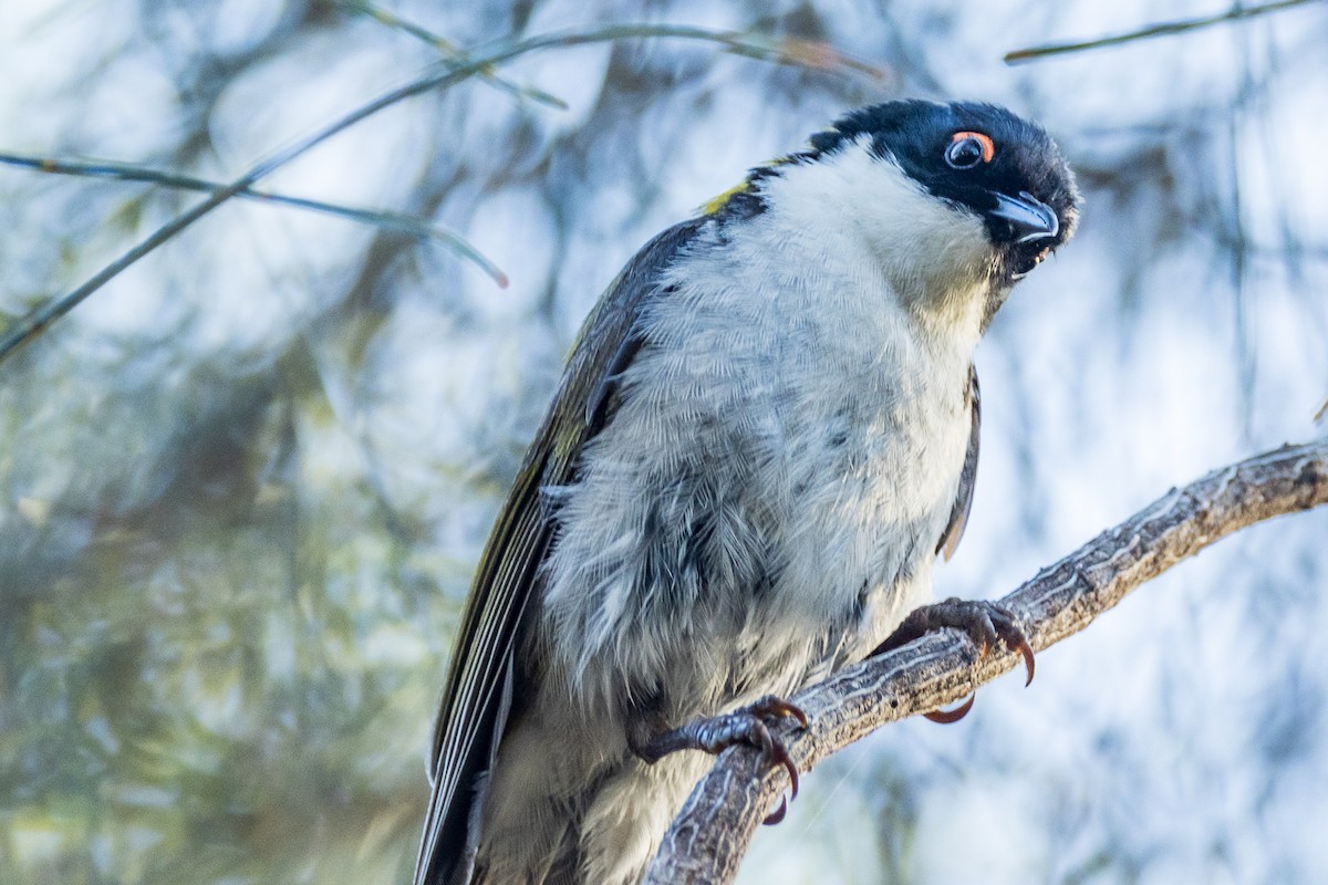 White-naped Honeyeater - ML516580341