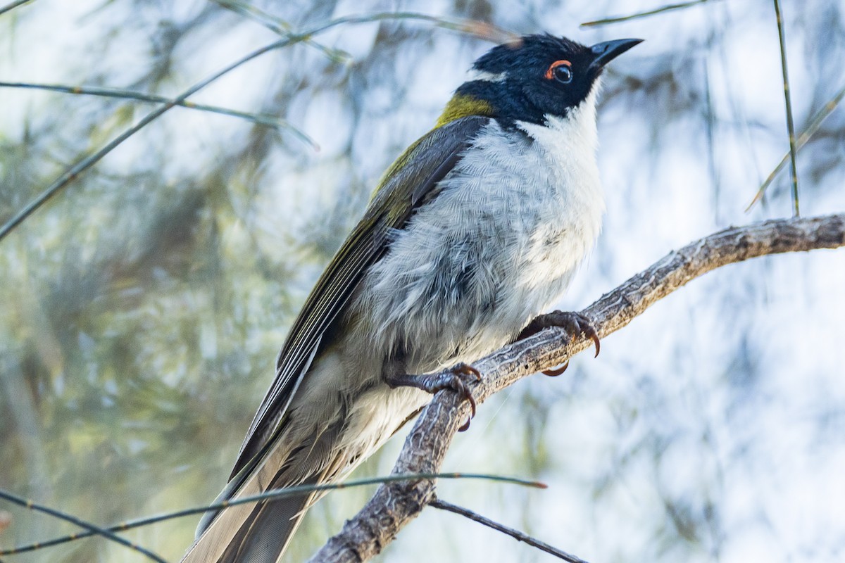 White-naped Honeyeater - ML516580351