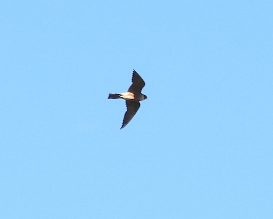 Australian Hobby - ML516580491