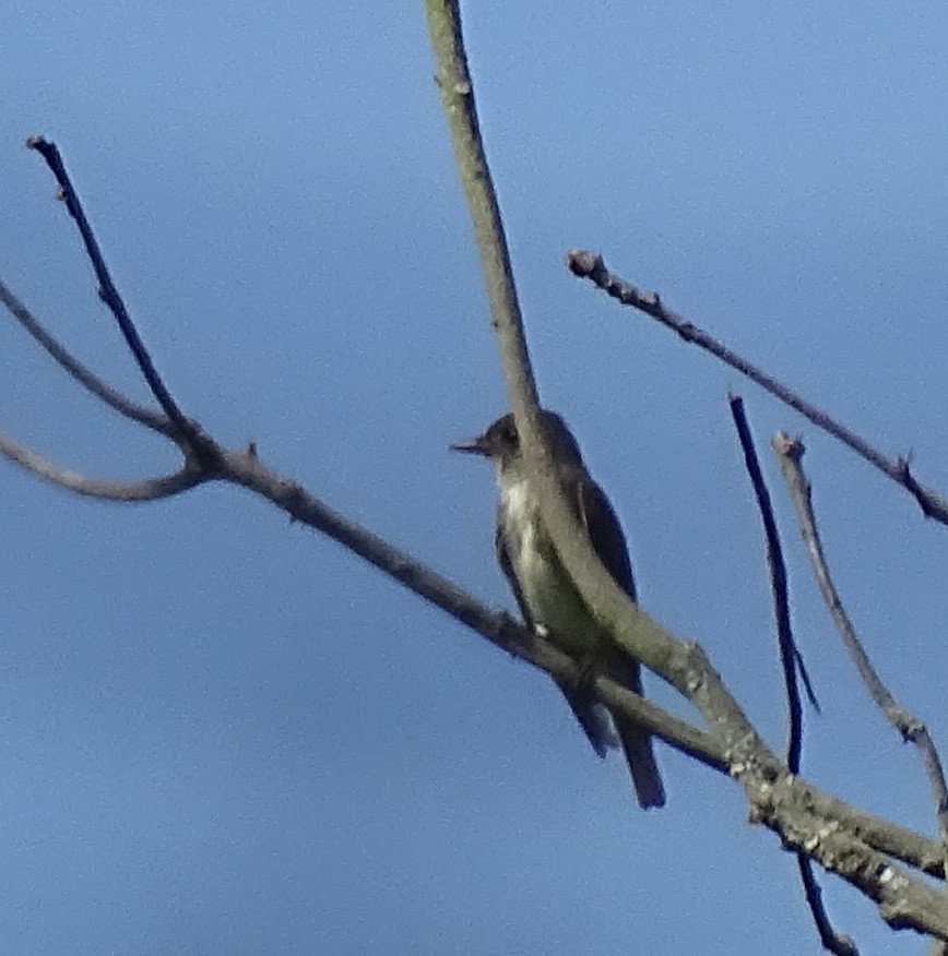 Olive-sided Flycatcher - Andrés M. López