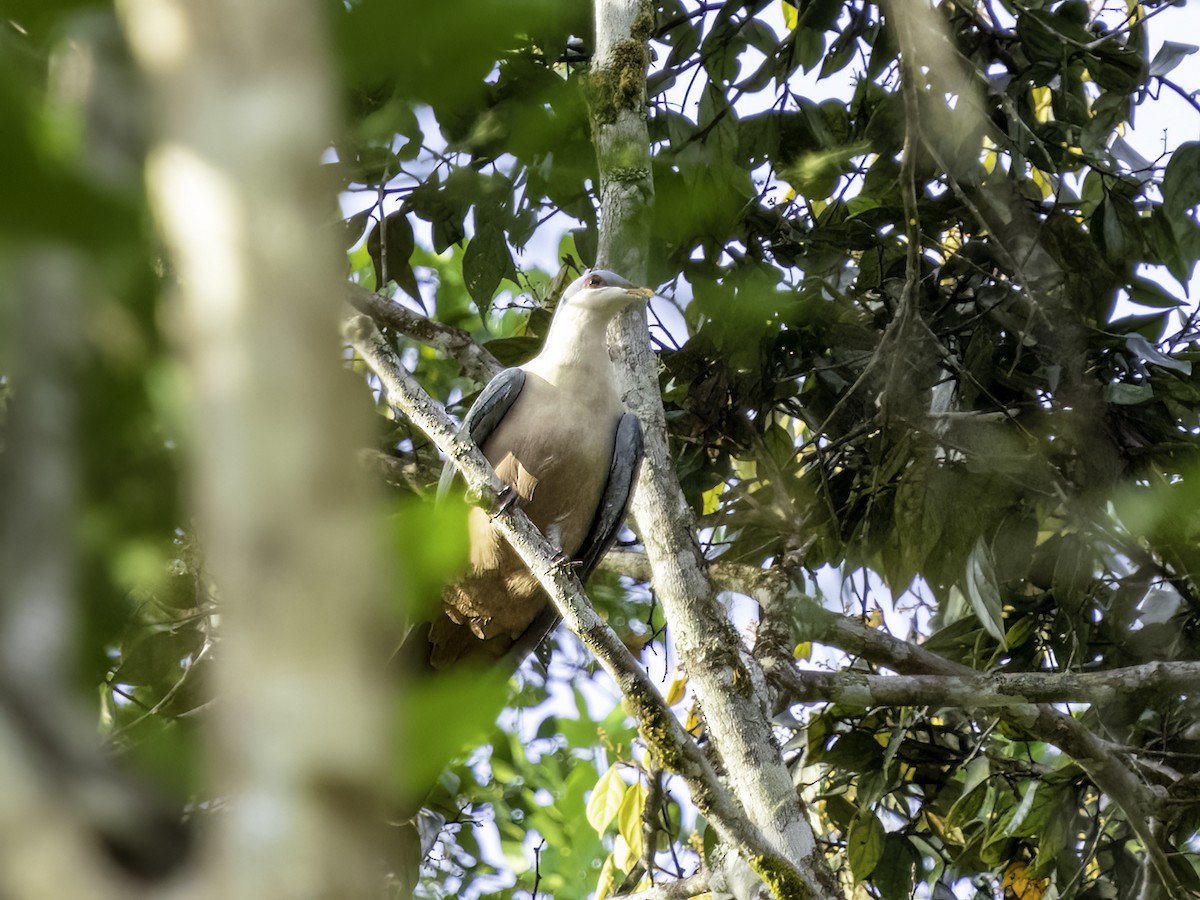 Buru Mountain-Pigeon - ML516583621