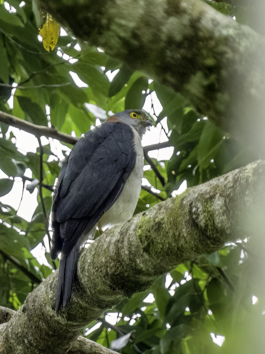 Rufous-necked Sparrowhawk - ML516584641