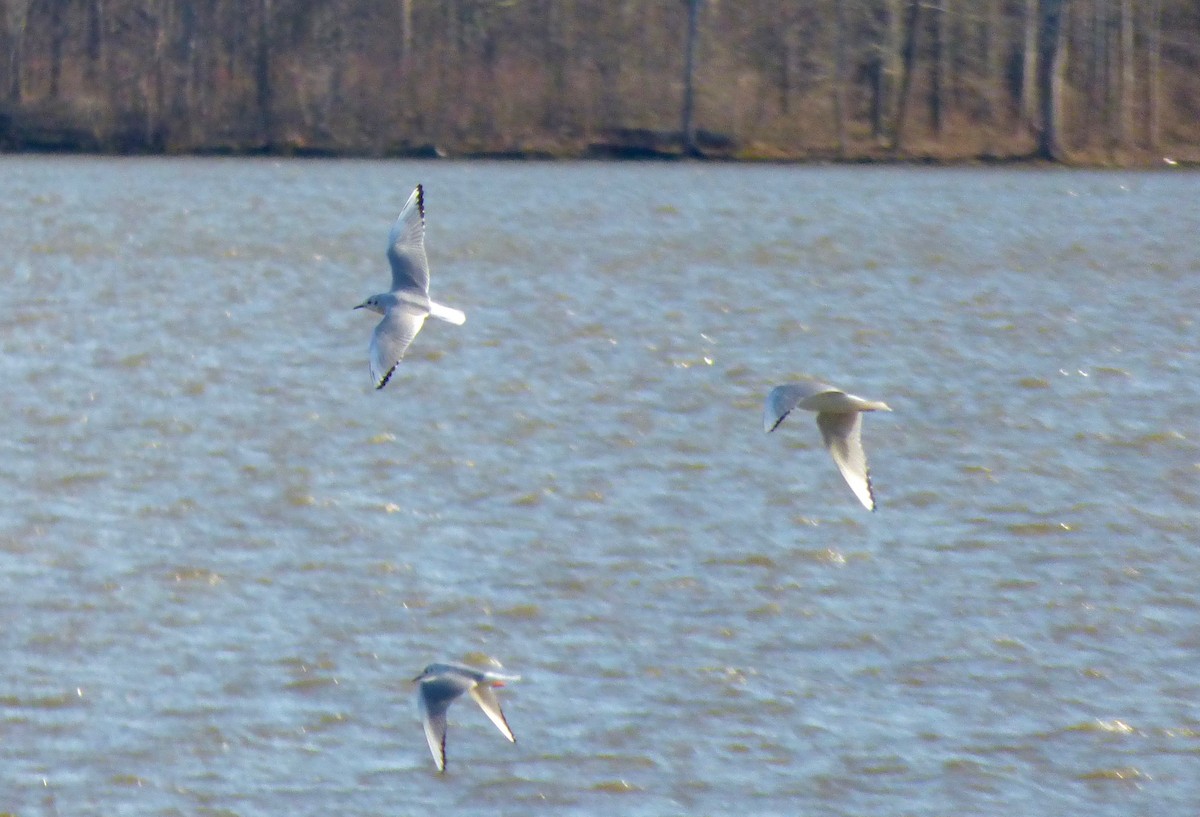 Bonaparte's Gull - ML51658611