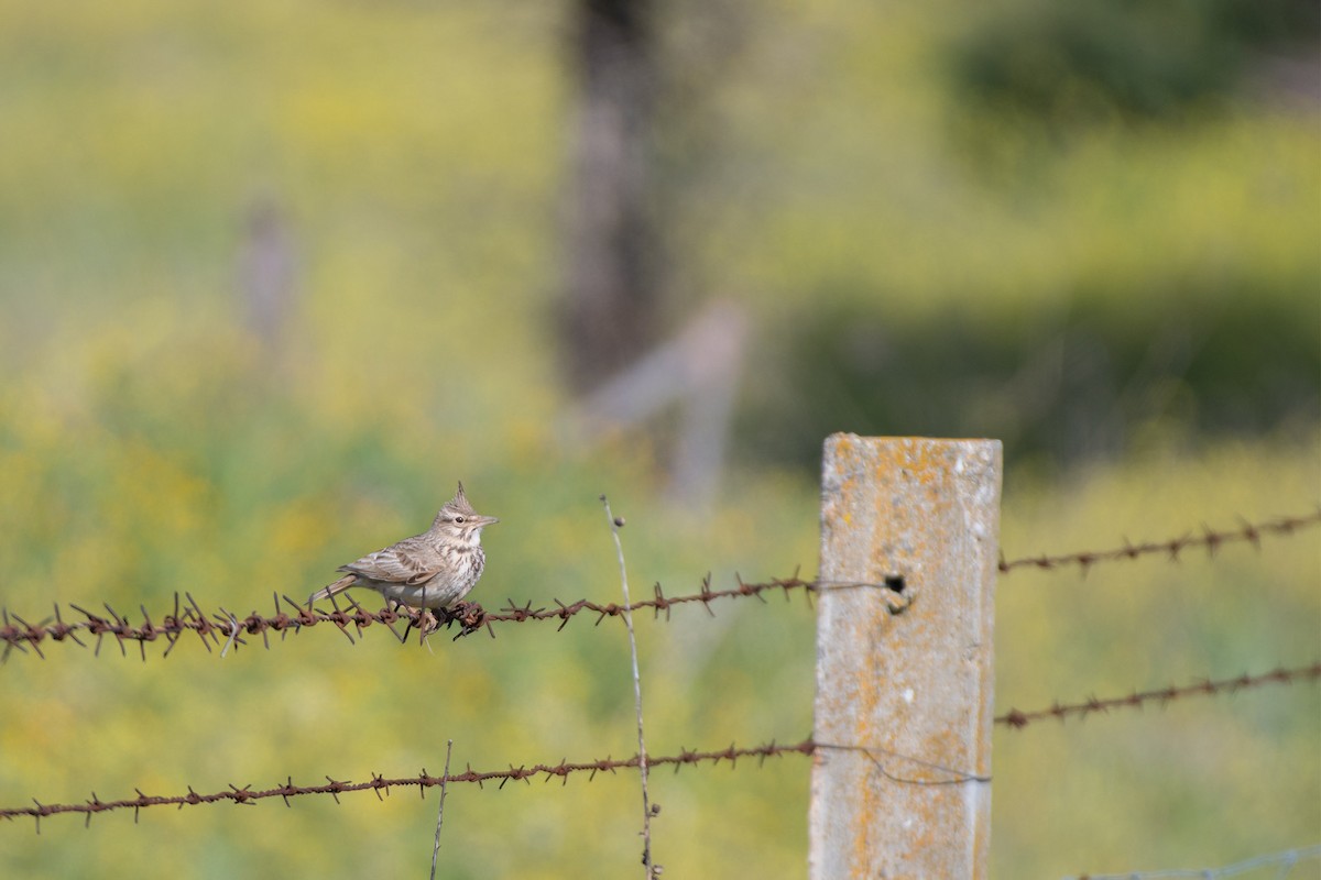 Crested Lark - ML516586391