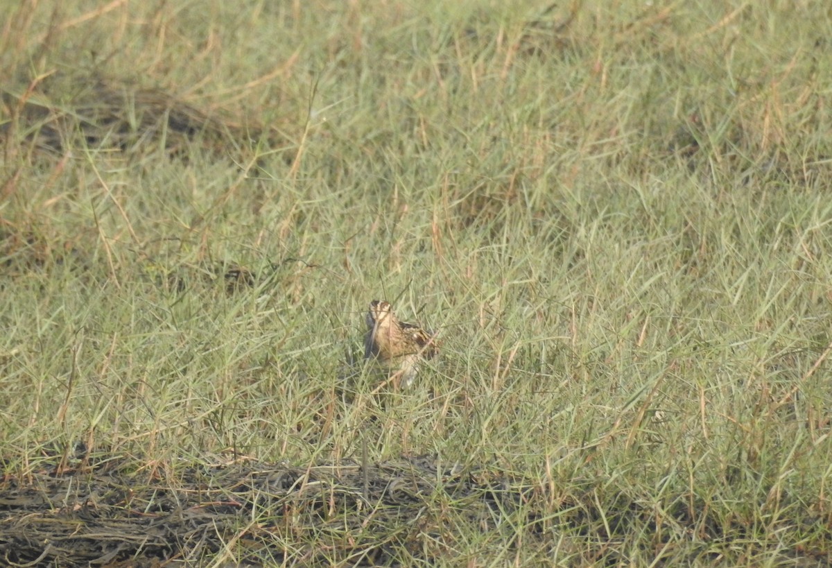 Common Snipe - ML516587931