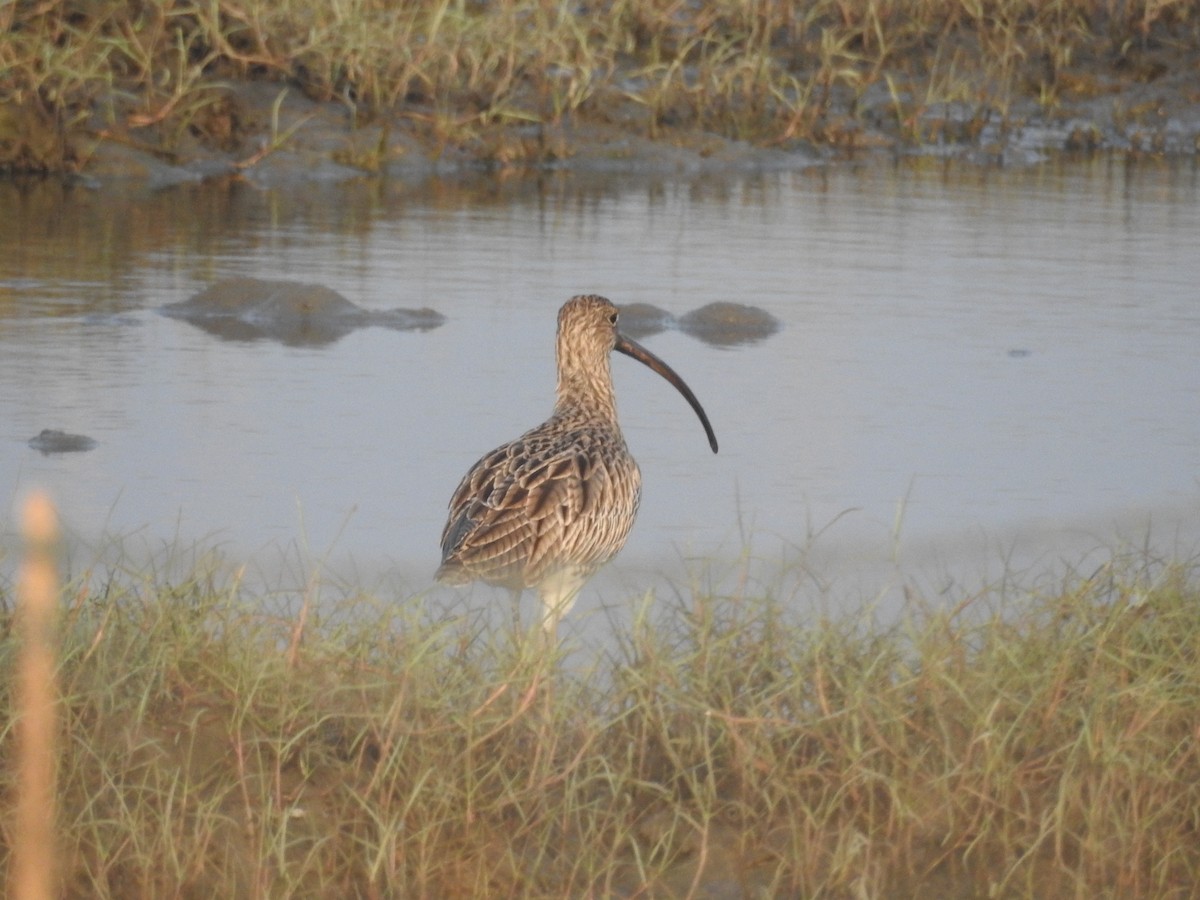 Eurasian Curlew - ML516588061