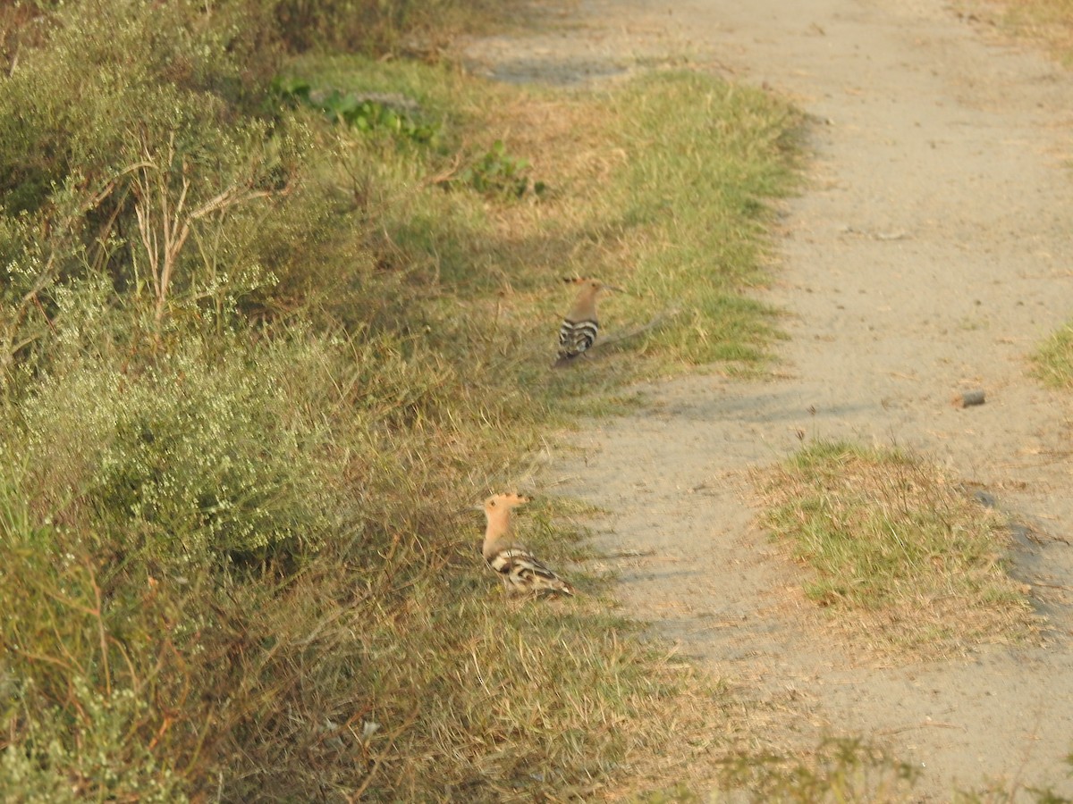 Eurasian Hoopoe - ML516588401