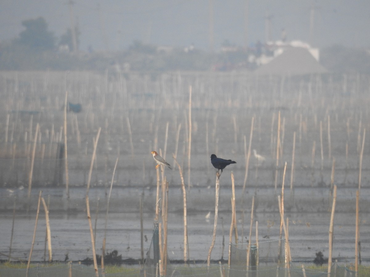 Red-necked Falcon - ML516588501