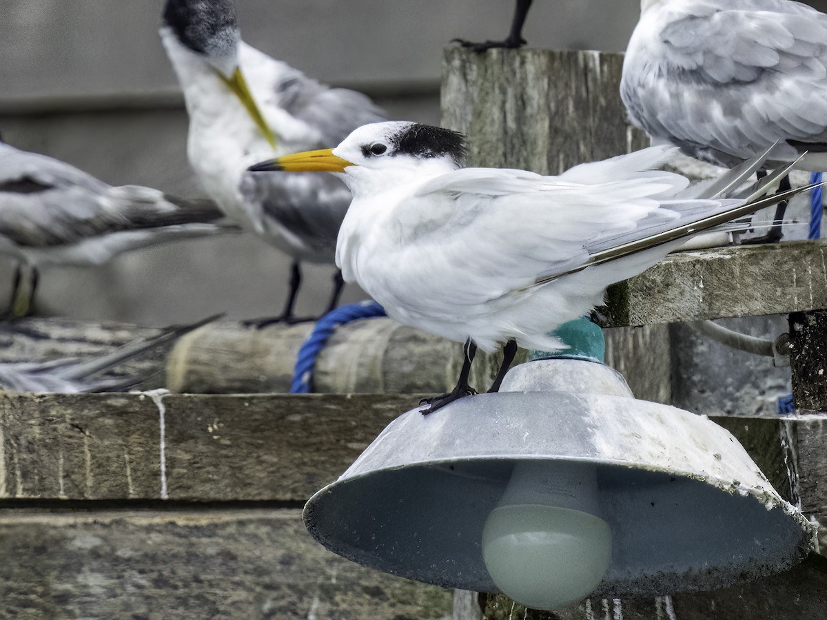 Chinese Crested Tern - ML516588941