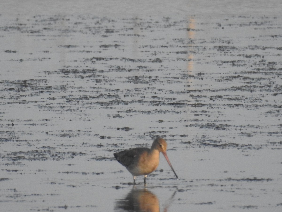 Bar-tailed Godwit - ML516594951