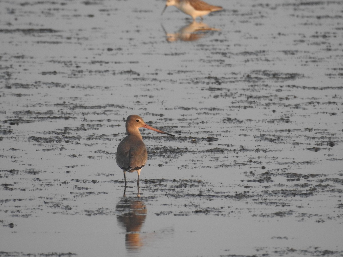 Bar-tailed Godwit - ML516594961
