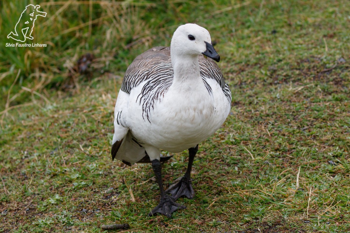 Upland Goose - Silvia Faustino Linhares