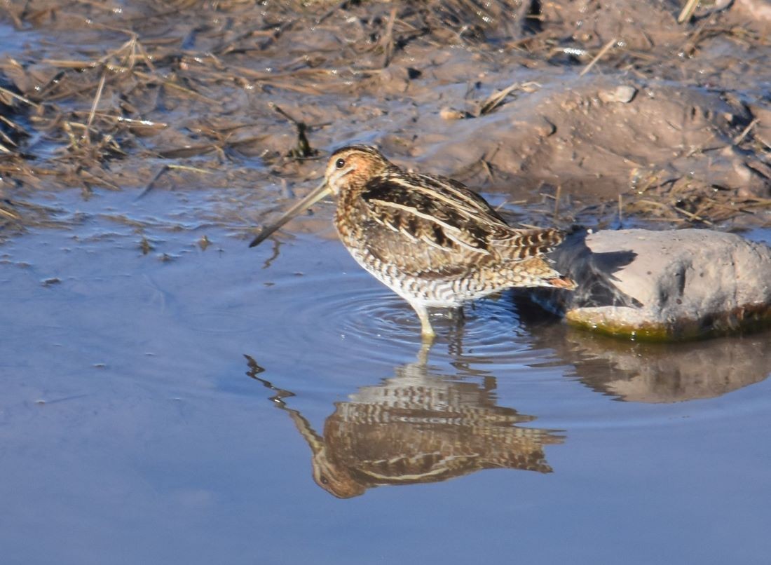 Wilson's Snipe - ML516595211