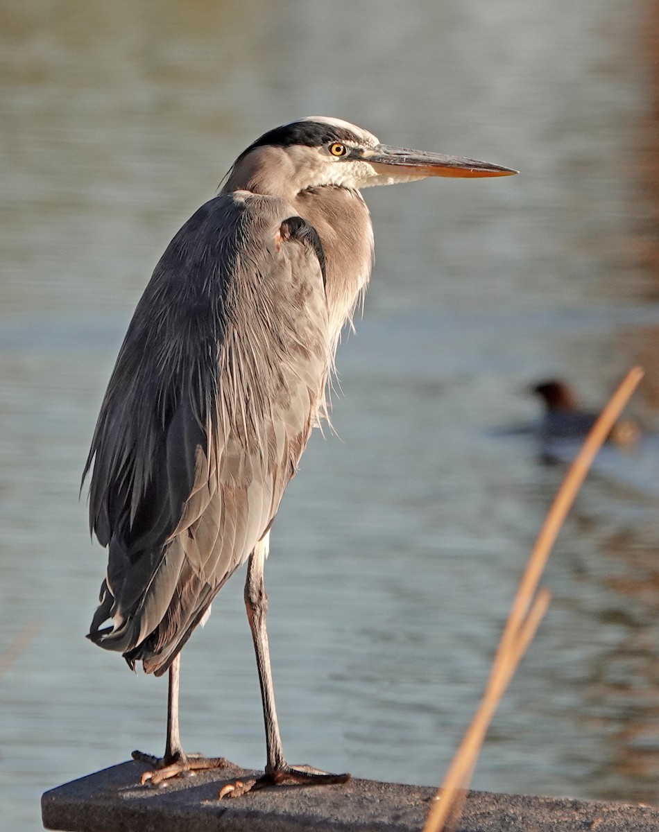 Great Blue Heron - ML516595521