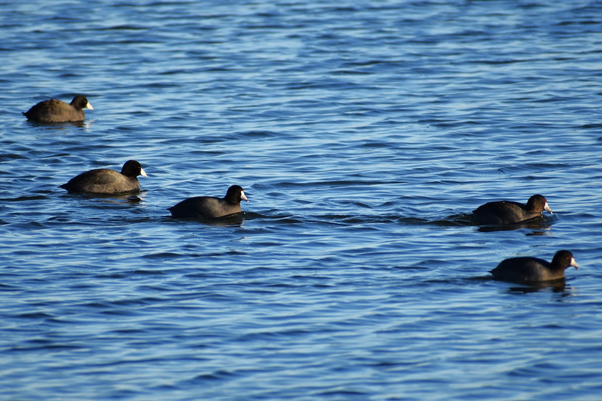 American Coot - ML516595801