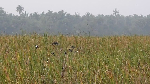 Indian Pied Starling - ML516596021