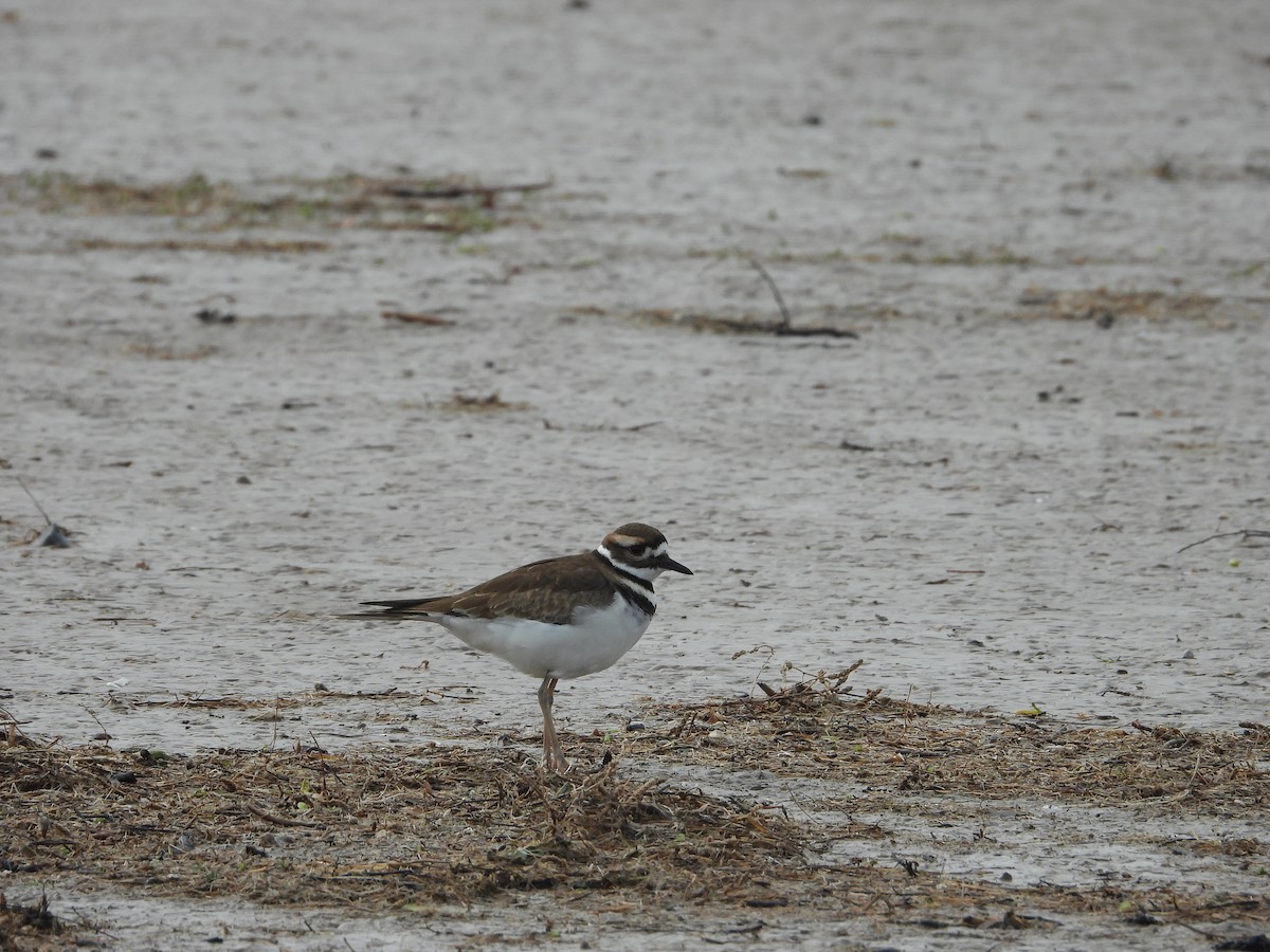 Killdeer - ML516596481