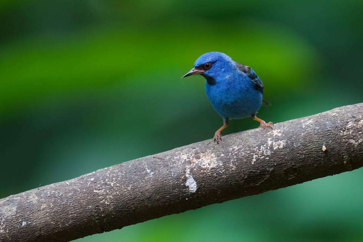 Blue Dacnis - Katie Warner