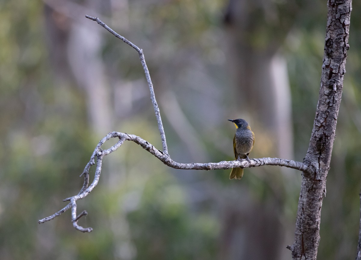 Yellow-throated Honeyeater - John  McCormick