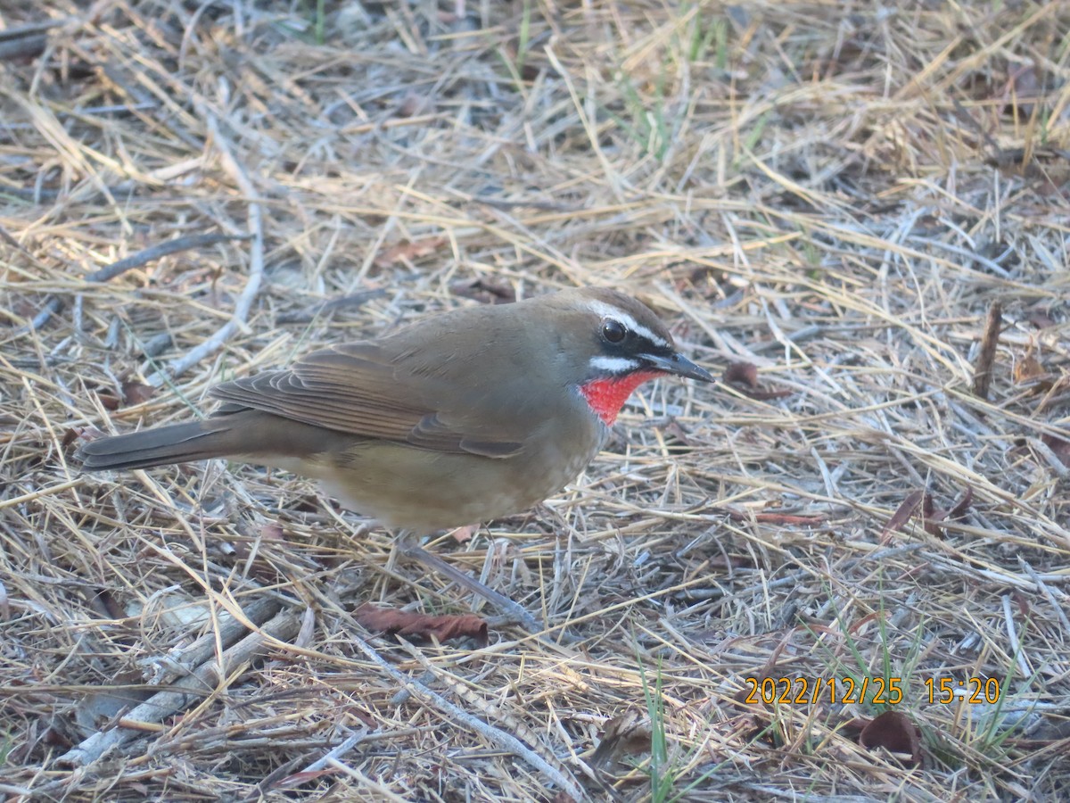 Өнгөлүүрт гургалдай - ML516601231