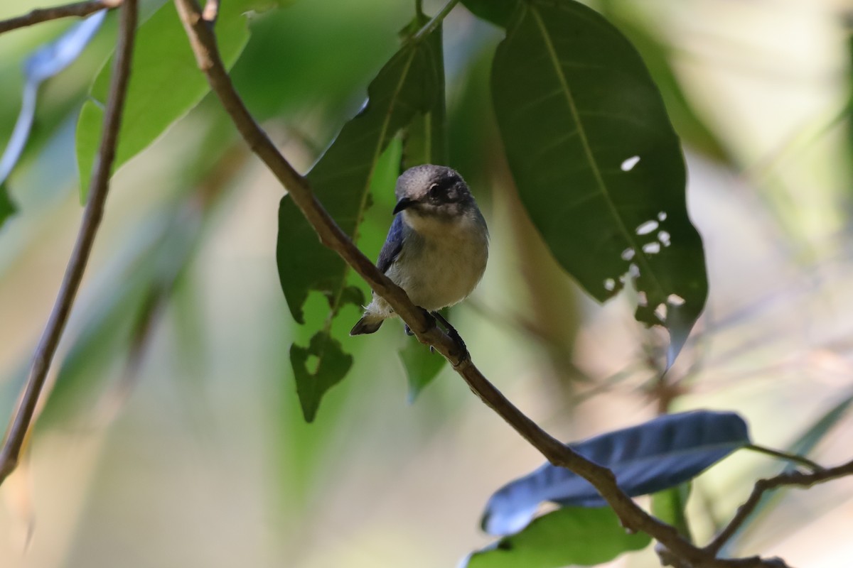 Cambodian Flowerpecker - ML516601731