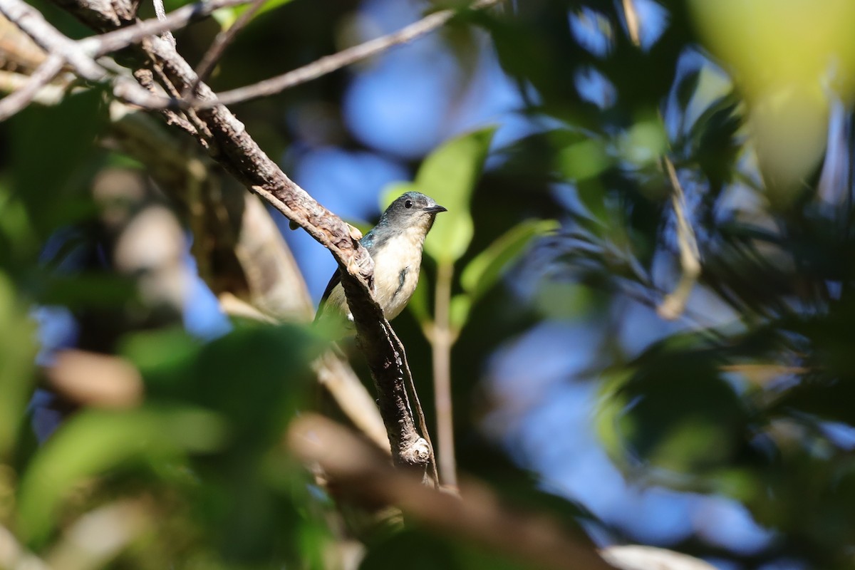 Cambodian Flowerpecker - ML516601741