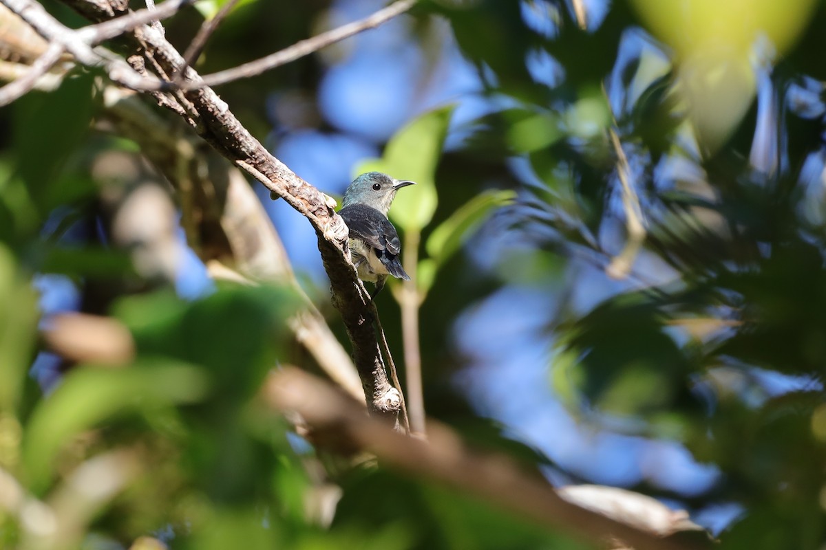 Cambodian Flowerpecker - ML516601751