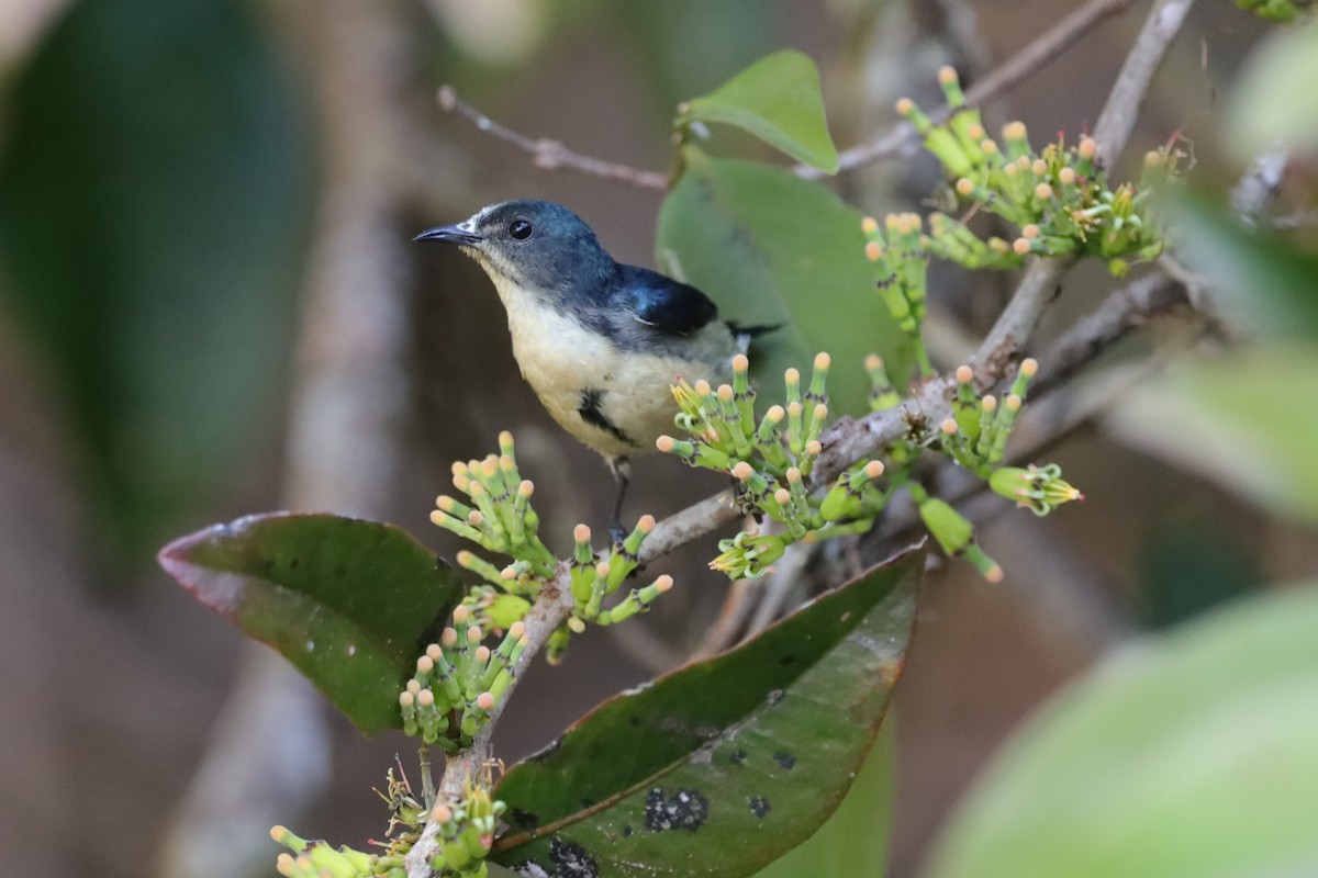 Cambodian Flowerpecker - ML516601761