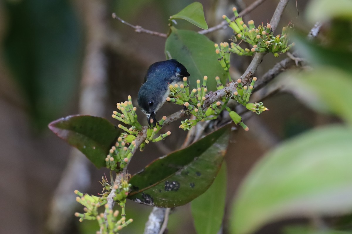 Cambodian Flowerpecker - ML516601771