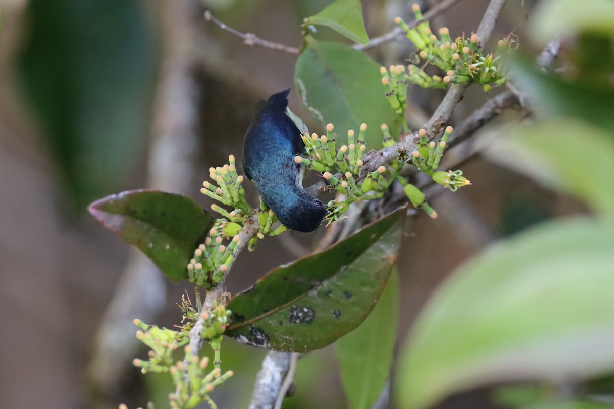 Cambodian Flowerpecker - ML516601781