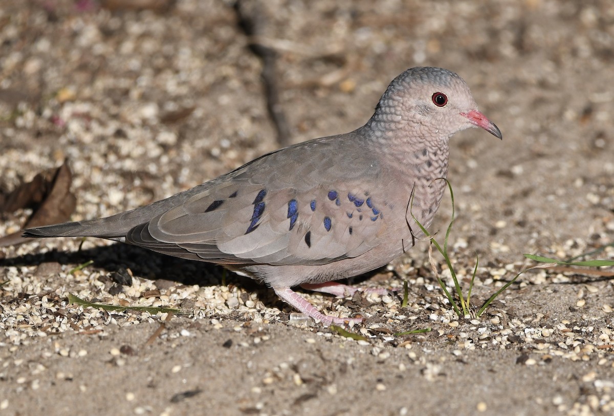 Common Ground Dove - ML516601941