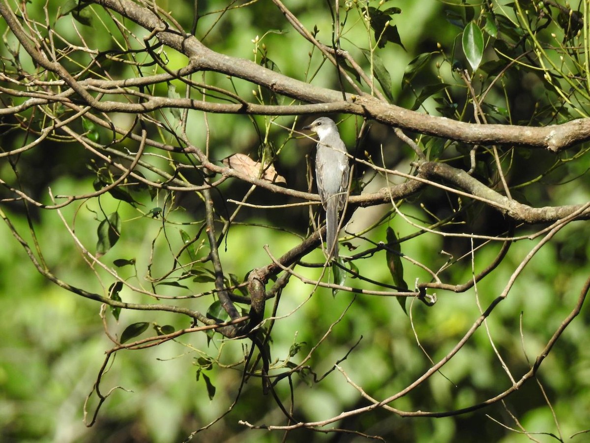 Ryukyu Minivet - ML516602201