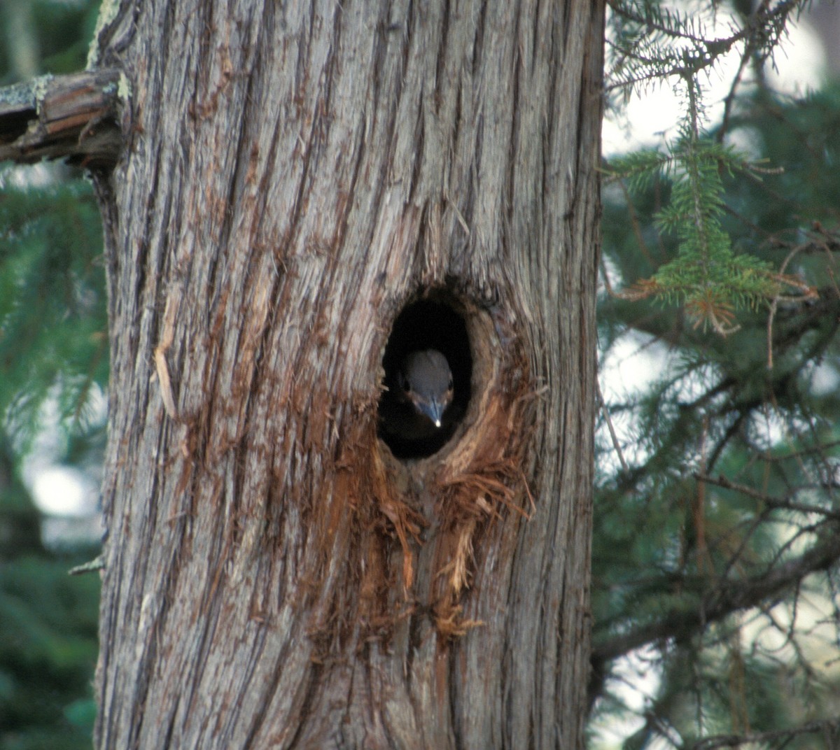 Northern Flicker - ML516603041