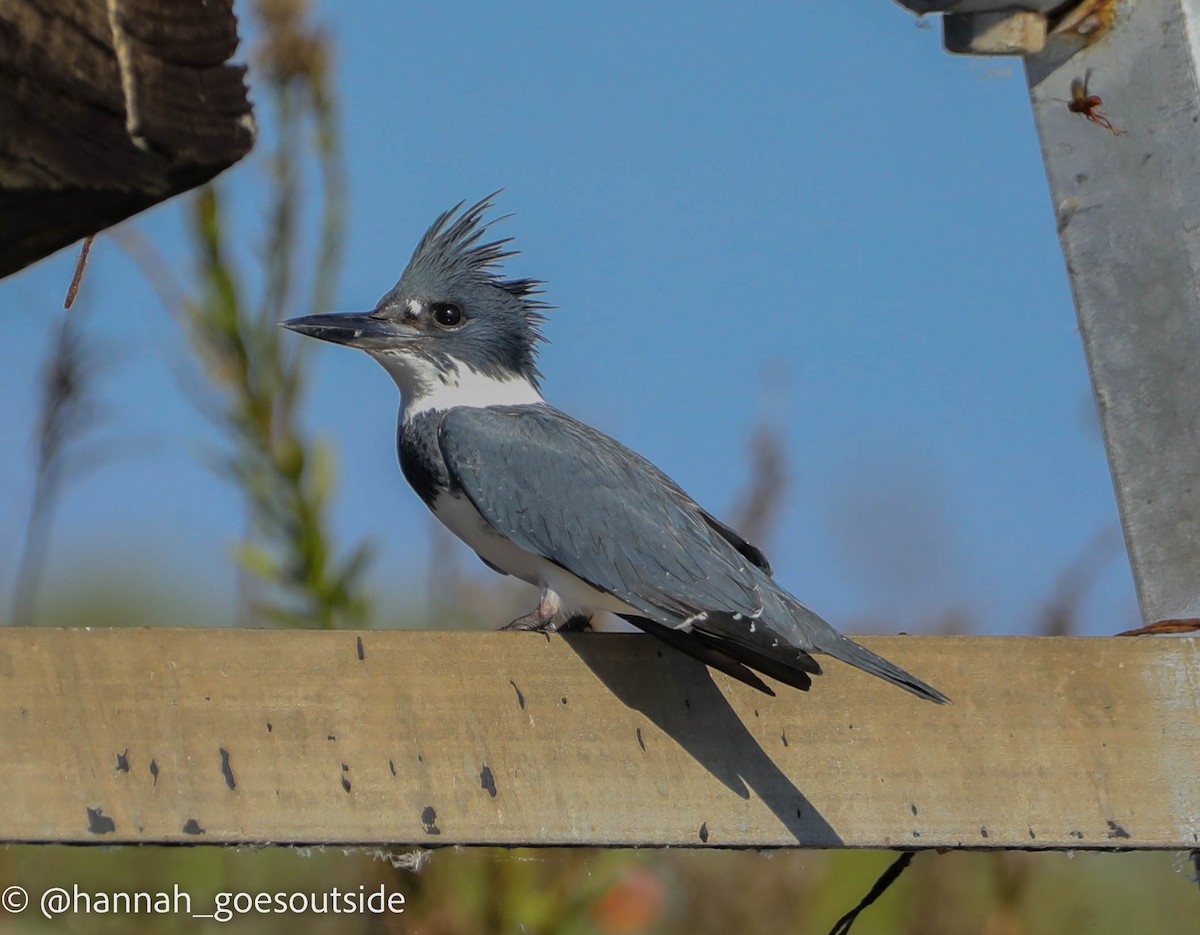 Belted Kingfisher - ML516603551