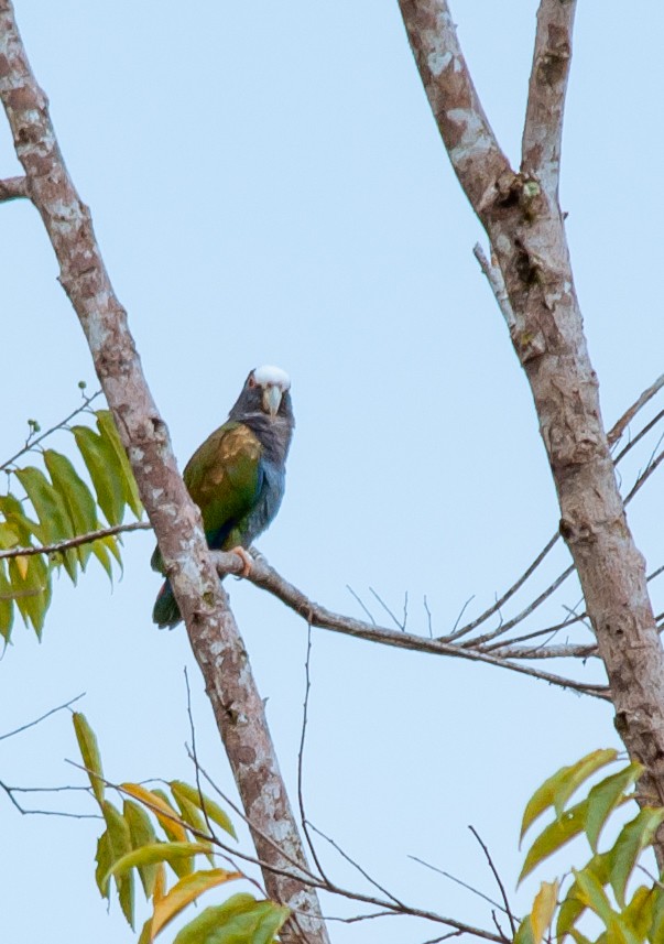 White-fronted Parrot - Guatemala Quest