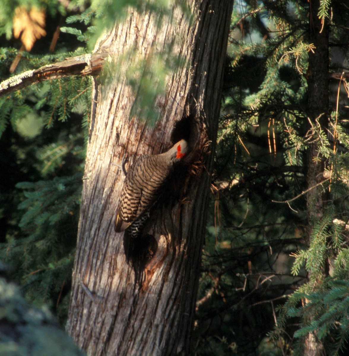 Northern Flicker - ML516604711