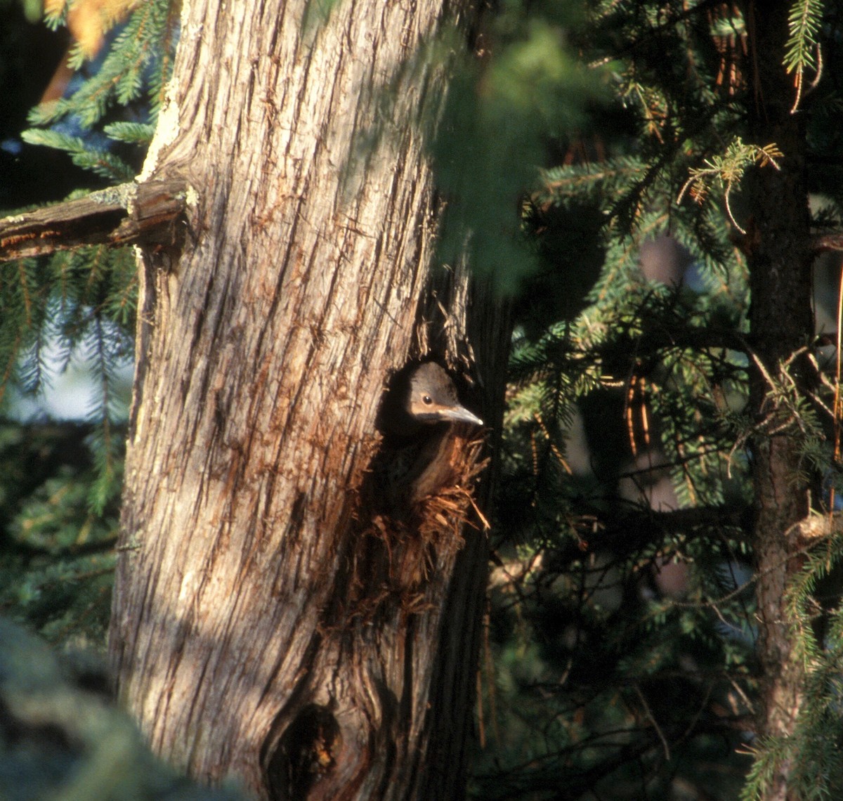 Northern Flicker - ML516604721