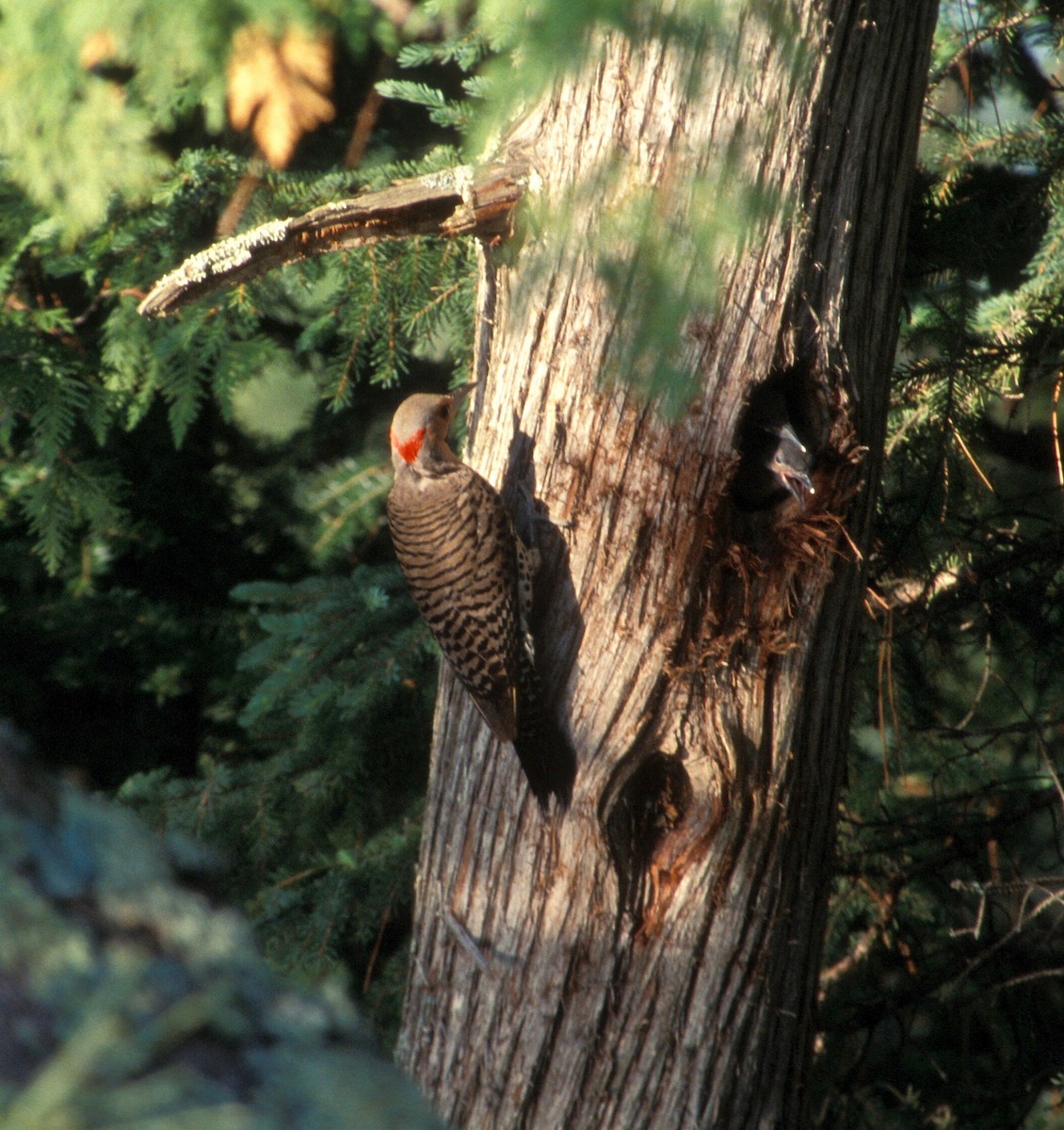 Northern Flicker - ML516604731